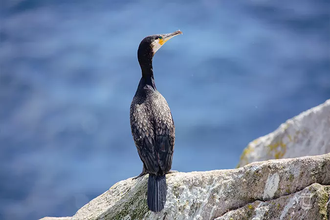 A cormorant watches the water on the saltee islands wexford