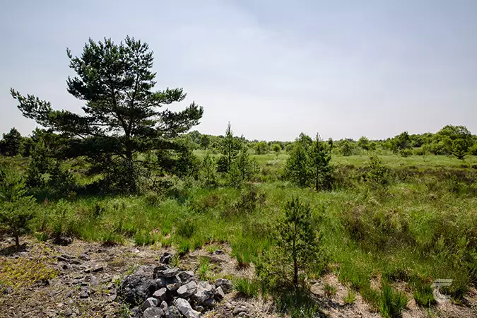the mesolithic landscape of Lough Boora