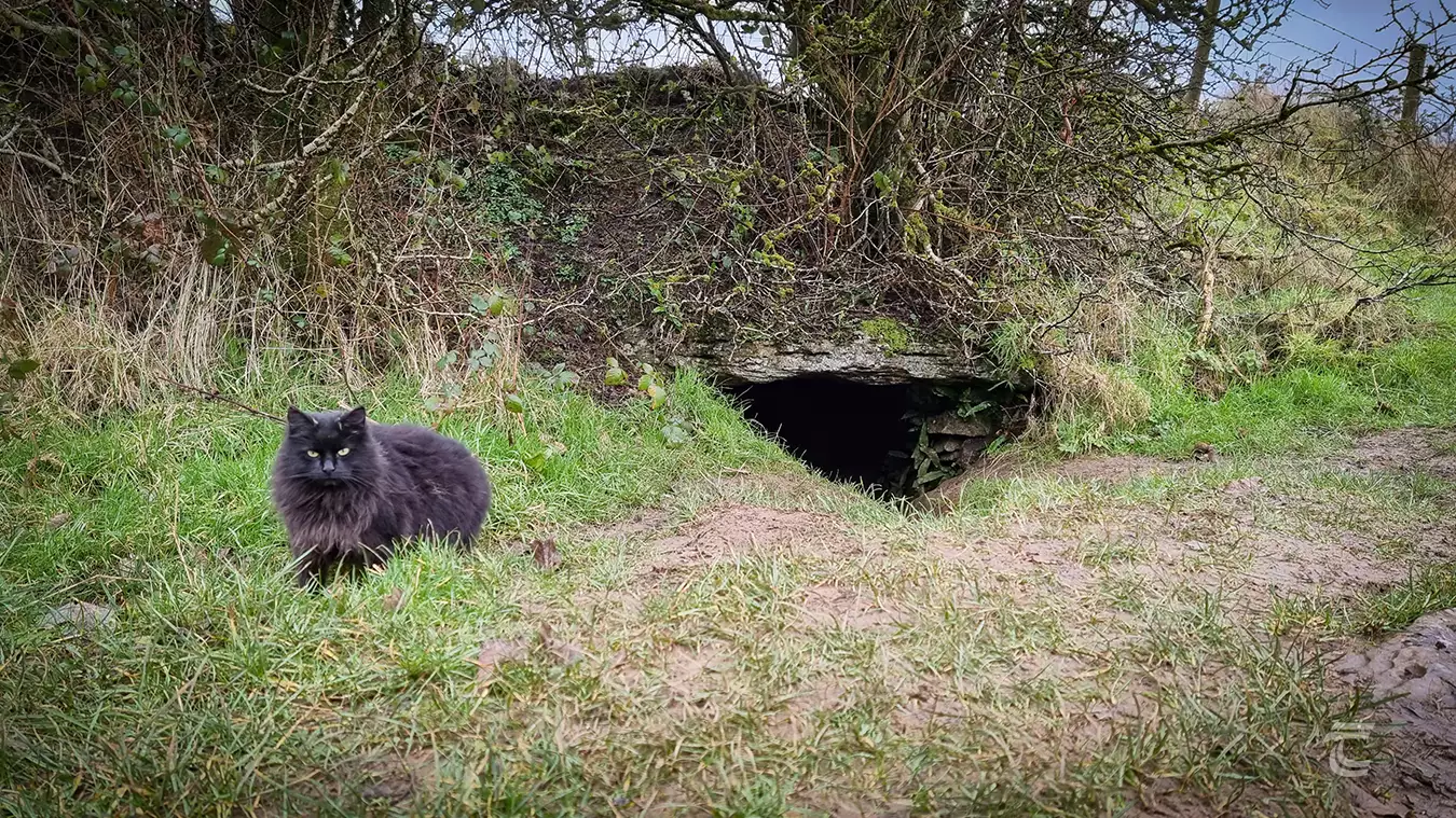 A black cat guards the entrance to Oweynagat Cave, Roscommon