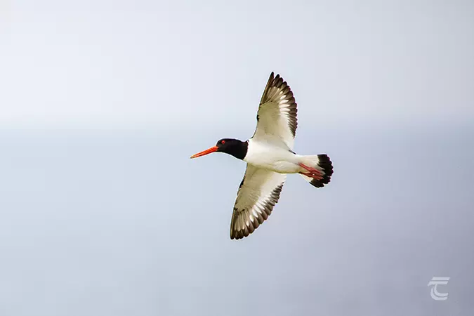 Oystercatcher flying on the saltee islands