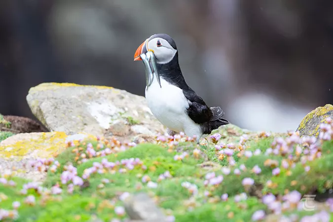 Puffin with sandeels in its beak on the Great Saltee Island Wexford