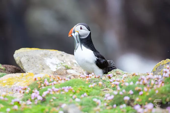 Puffin on the Saltee Islands Wexford