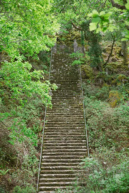 Tall stone steps on the grounds of Glenveagh Castle, lined with trees.