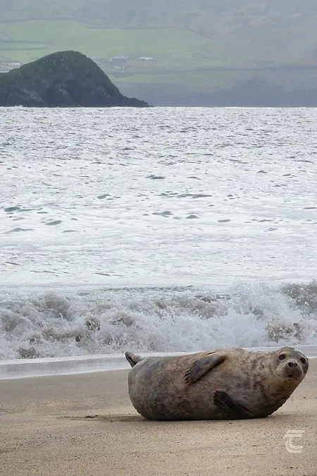 A seal on the Great Blasket Island west kerry