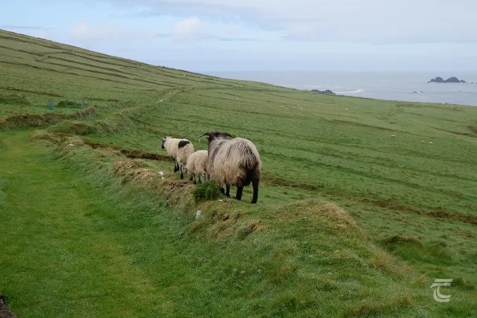 Sheep walking along an old road on the Great Blasket Island Wild Atlantic Way