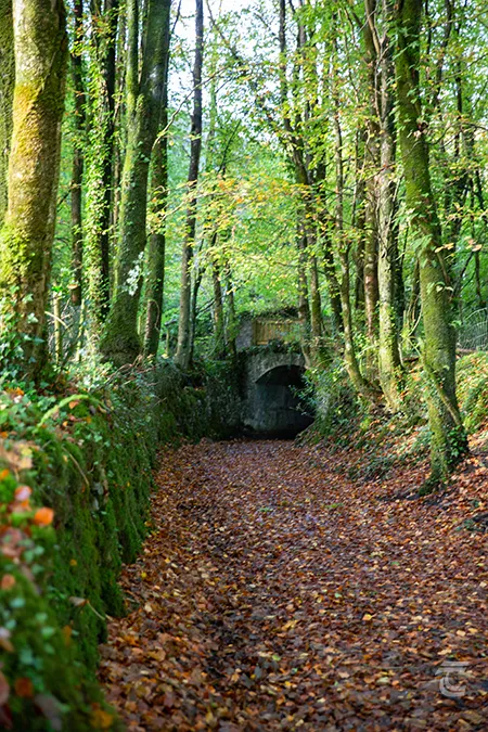 The path to the servants tunnel at Moore Hall