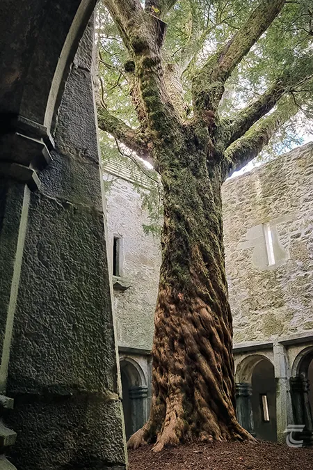 The Muckross Abbey Yew Tree in the cloister of the friary, Killarney National Park, Kerry