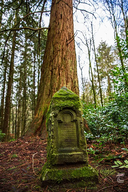 The giant redwood planted by the ‘Right Hon. Henry Cairns Lord Rossmore on the 11th Anniversary of his Birthday 14th November 1862’ in Rossmore Forest Park Monaghan