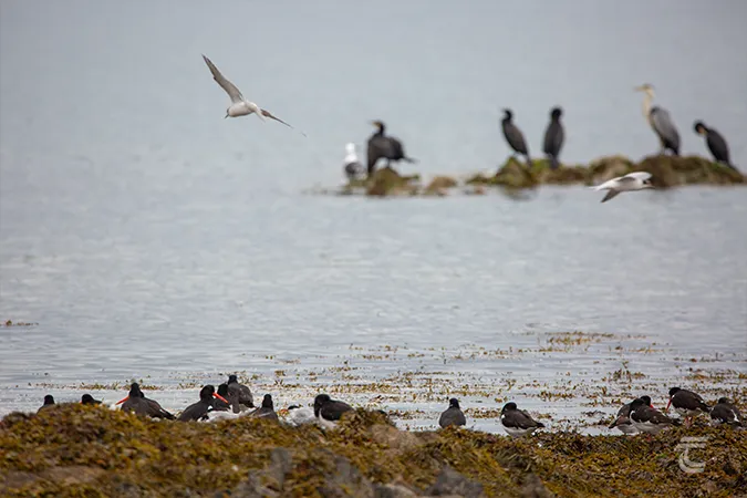 Oystercatchers common terns, cormorants and heron at Bremore North County Dublin